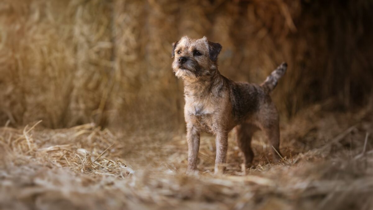 Natural support for dog sensitive stomach – healthy and happy dog