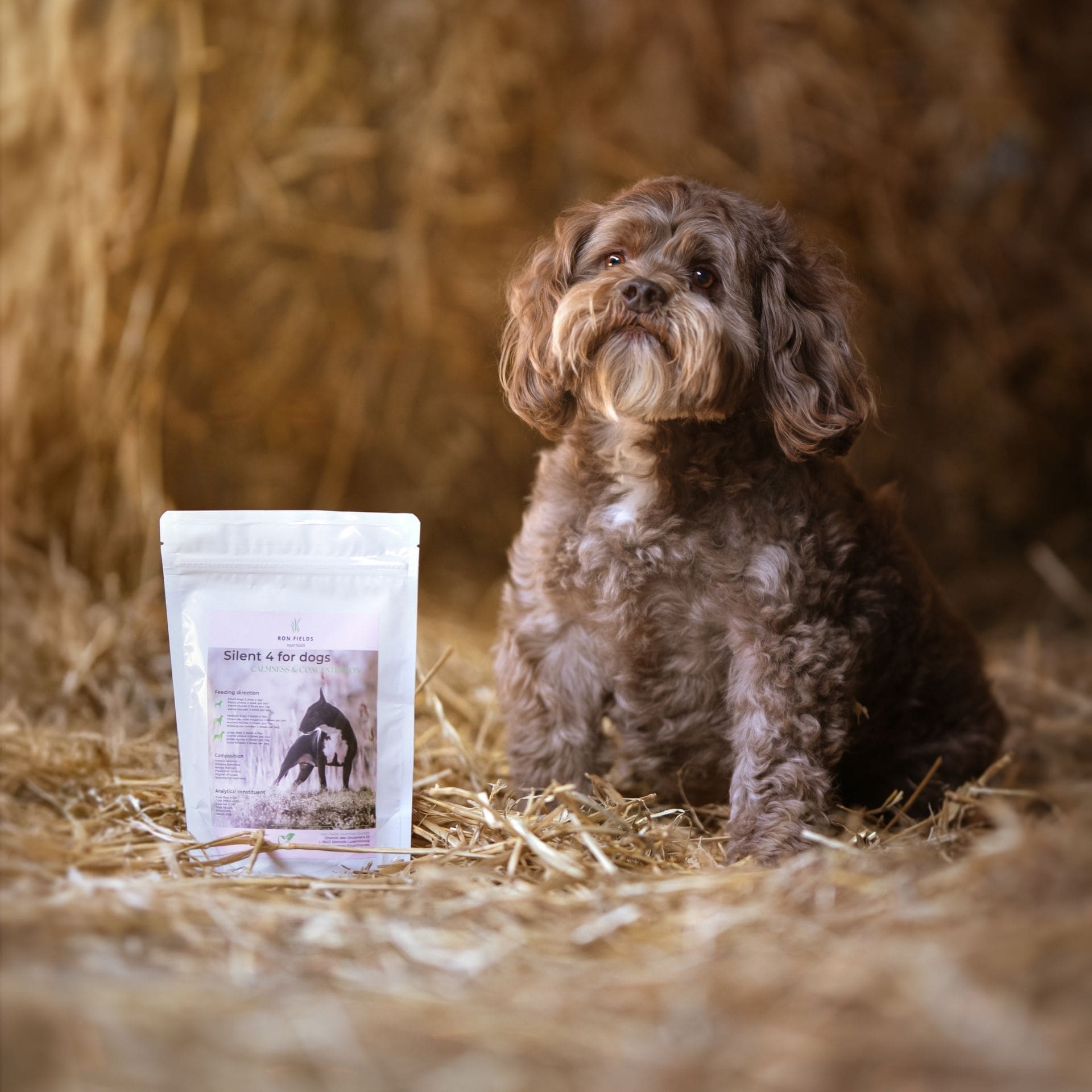 Dog and Silent4 Ayurvedic calming supplement for dogs with stress and anxiety