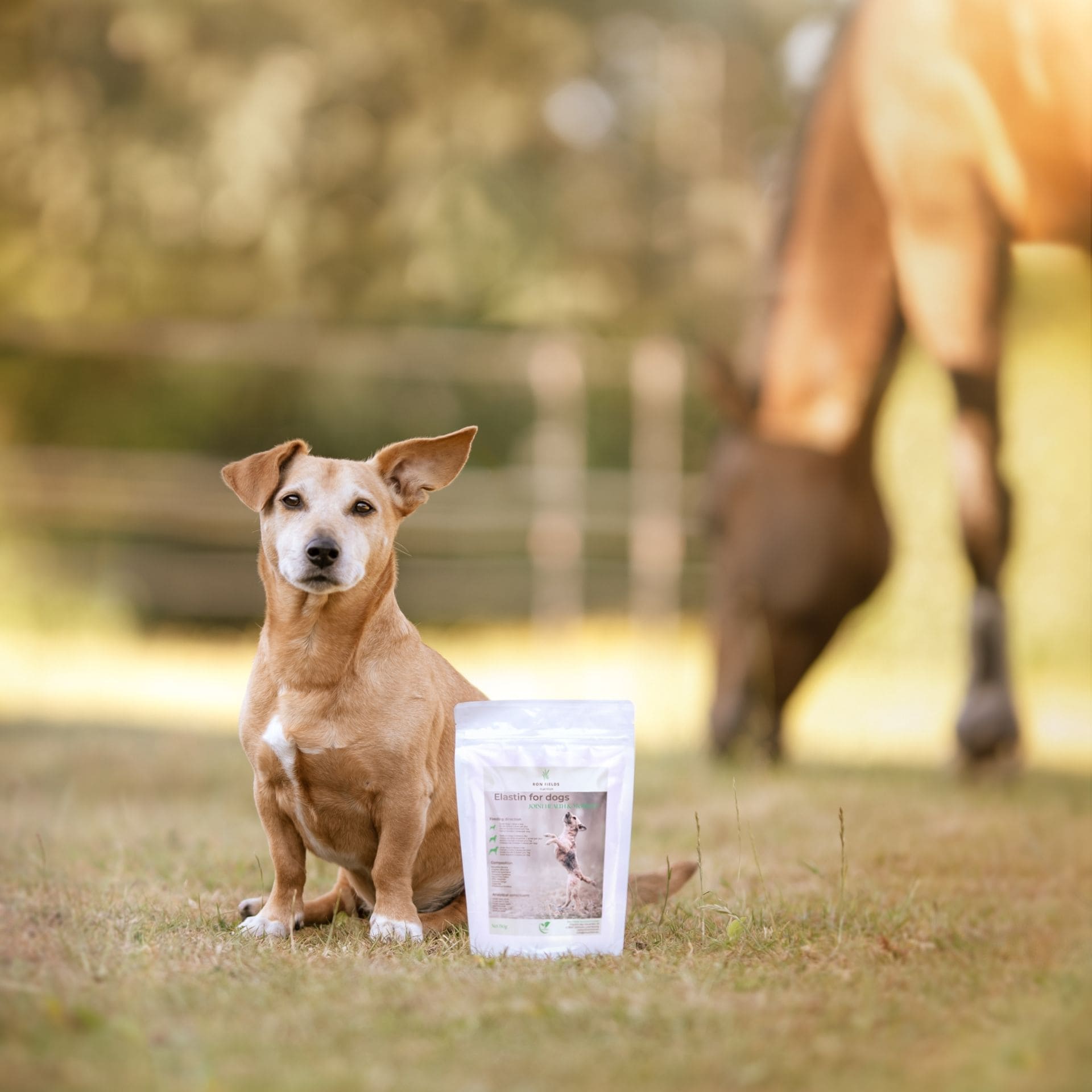 Dog and Elastin Ayurvedic joint and mobility support supplement for senior dogs