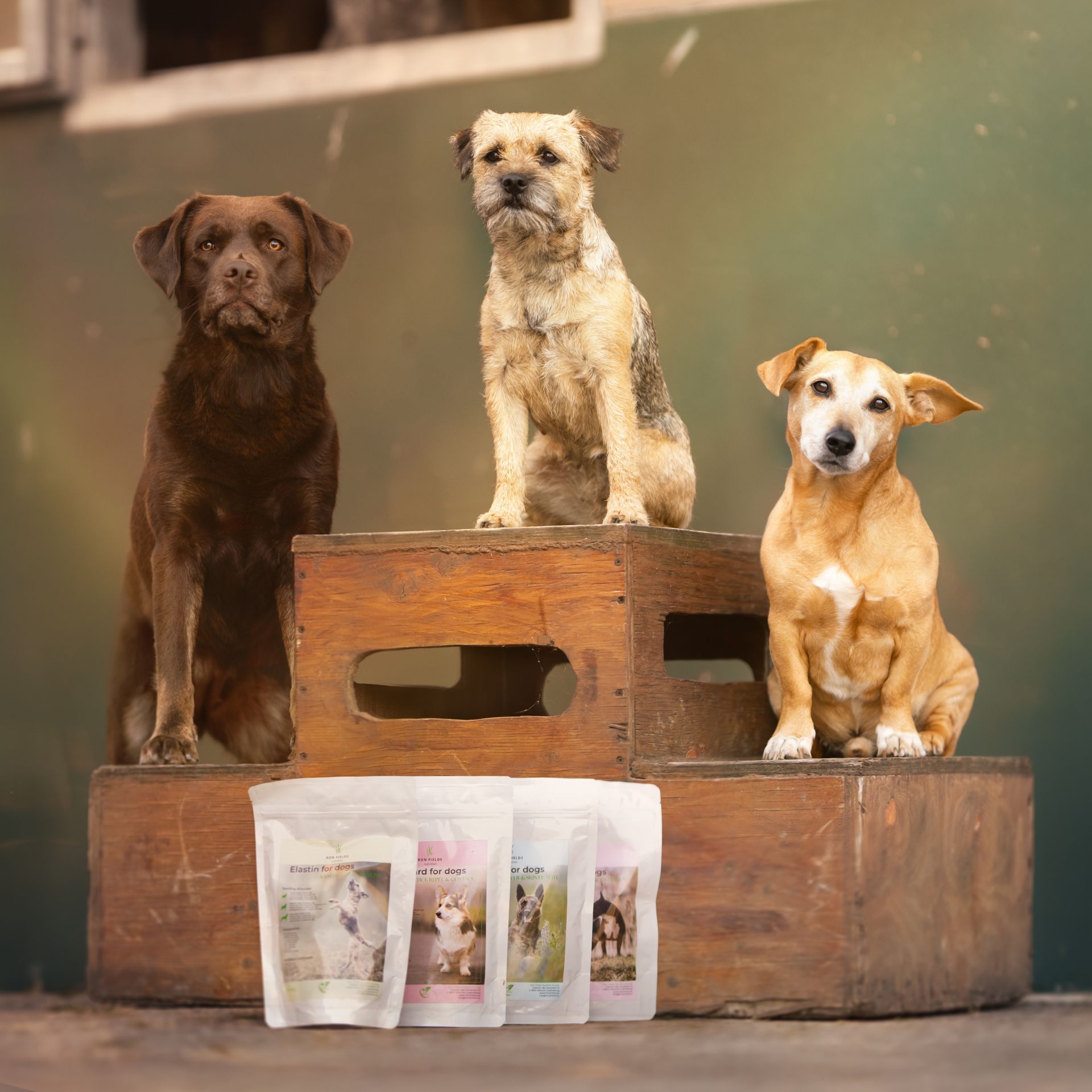 Ayurvedic supplements for dogs – Remount, Elastin, Silent4, Tick Guard – with three healthy dogs